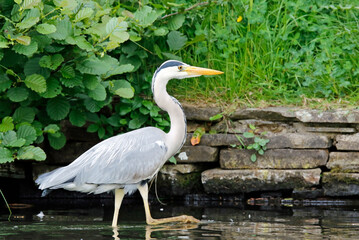 Grey heron fishing at the lake