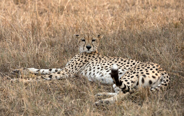 A Cheetah (Acinonyx jubatus) resting in the late afternoon - looking at the camera - Tanzania.