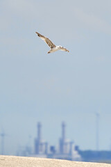 Fototapeta na wymiar Beautiful white seagull flying against the blue sky and white clouds, freedom and flight concept