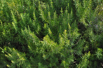 Olynthus ruins in Chalkidiki