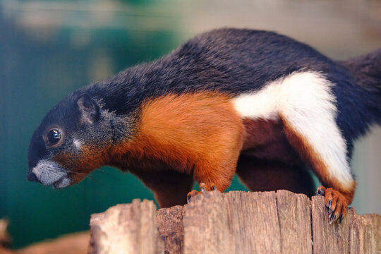 A Prevost squirrel sits on a tree trunk
