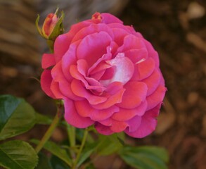 pink perfect match rose