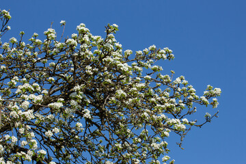 Branches of a blooming apple tree with blue sky background