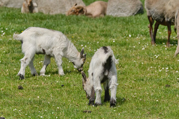 Couple of baby goat children are eating grass, on a spring day