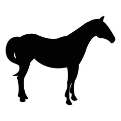silhouette of horse