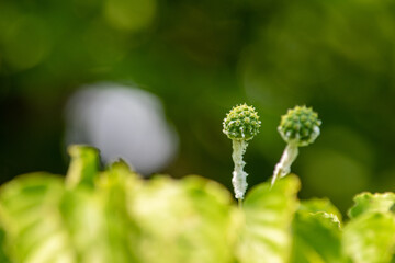 品種改良により実の大きなビッグアップルほかの園芸名で流通しているヤマボウシの果実