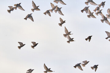 Flying pigeons. Flock, flight of birds. Free birds isolated on a white background