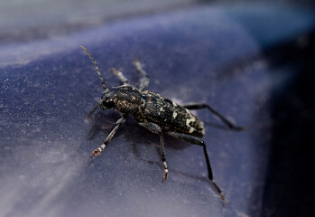 The insect is sitting on a smooth surface