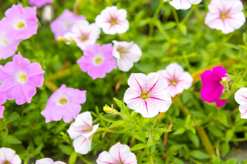 Obraz premium Purple petunia flowers in the garden in Spring time