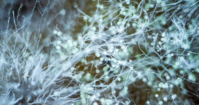 Mold Zygomycota growth time lapse on bread, super macro shooting, concept of the beginning of life, scientific and educational content 4k
