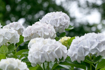 紫陽花の花　千葉県南房総市　日本