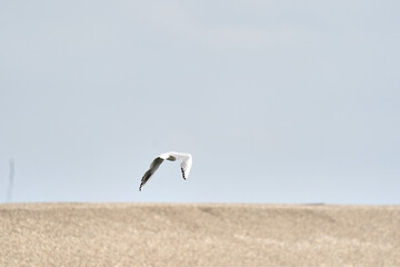 Black-headed gull in flight, against blue background. Front view
