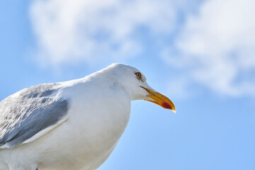 A head of a seagull sits against the blue sky in the sun