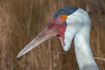 Wattled Crane