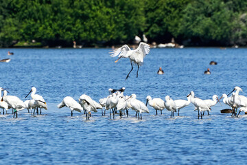 A white spoonbill flies above a large group of spoonbills standing in water