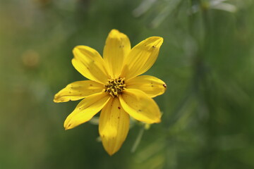 The beauties and flowers of summer