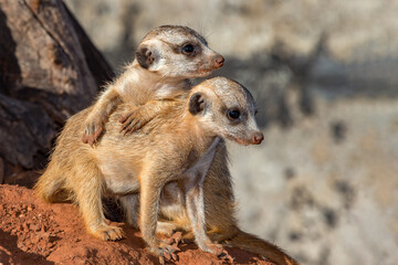 Meerkat