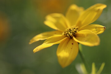 The beauties and flowers of summer