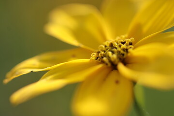 The beauties and flowers of summer