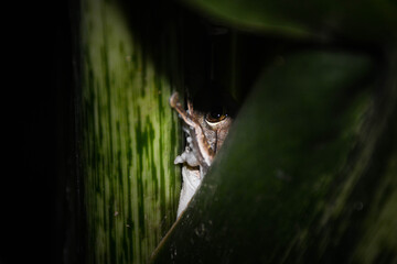 Polypedates leucomystax (Common Tree Frog) is an amphibian in the Old World Tree Frog family. It relates to fresh water sources. This frog is about to hide in its hidden green leaves.