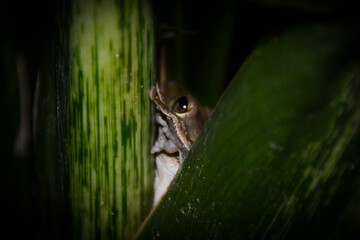 Polypedates leucomystax (Common Tree Frog) is an amphibian in the Old World Tree Frog family. It relates to fresh water sources. This frog is about to hide in its hidden green leaves.