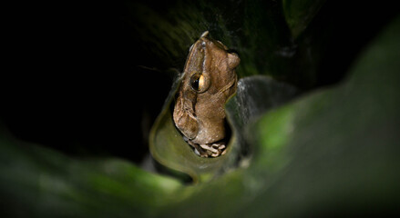 Polypedates leucomystax (Common Tree Frog) is an amphibian in the Old World Tree Frog family. It relates to fresh water sources. This frog is about to hide in its hidden green leaves.