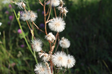 fluffy plant with seeds in the forest in summer