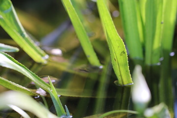 The beauties and flowers of summer