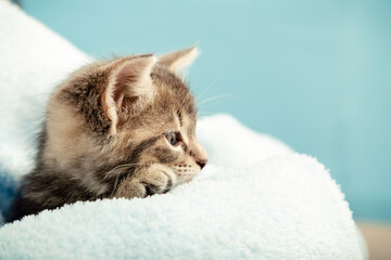 Kitten portrait with paw in profile view looking side. Cute tabby kitten in blue plaid. Newborn kitten Baby cat Kid domestic animal. Home pet. Cozy home winter. Closeup portrait with copy space