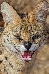 Serval