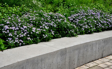 retaining seat wall made of pure cast concrete blooms purple flowers behind it the wall is bordered...