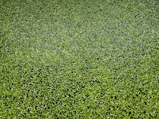 green grass background