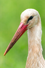 White Stork