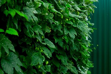Wild hops from lat. Húmulus, green leaves background
