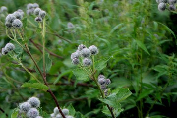 wildflowers in the forest, purple flowers, round lilac flowers