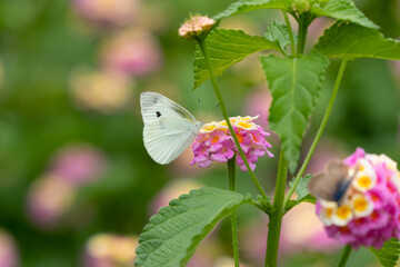 紫陽花の花とモンシロチョウ　千葉県南房総市　日本