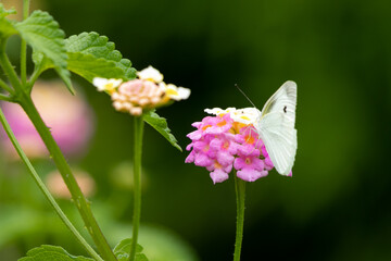 紫陽花の花とモンシロチョウ　千葉県南房総市　日本