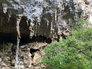 trees near the entrance of a cave