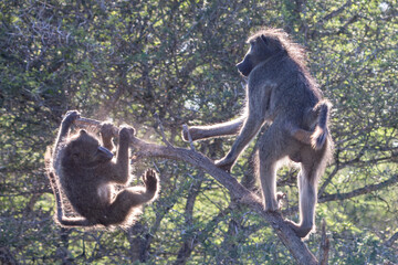 Baboons Backlit
