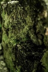 Moss growing on an old log in the middle of the woods. Closeup macro in the spring.