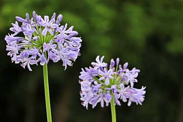 purple and white flowers
