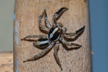 Araña saltadora común. Típica de lugares urbanos y edificios.