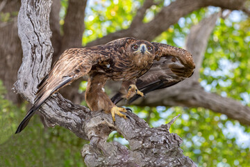 Tawny Eagle