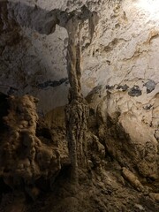 trees near the entrance of a cave