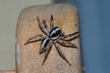 Araña saltadora común. Típica de lugares urbanos y edificios.