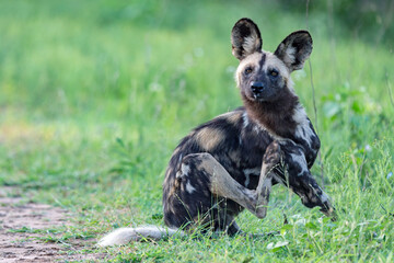 African Wild Dog