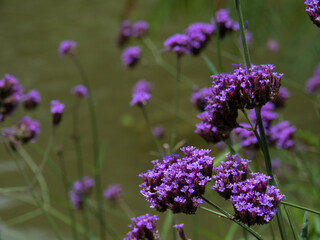 Glorious violet color of Verbena bonariensis flowers or Argentinian vervain in the field