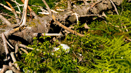Dead conifer with branches lying in the bushes lying
