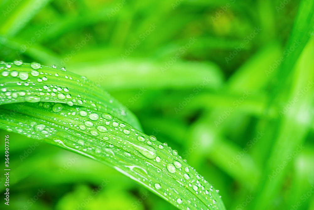 Wall mural fresh, juicy, and green grass with raindrops in summer. beautiful droplets of water on lush grass ou