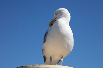 Möwe, Ostfriesland, Niedersachsen, Deutschland, Europa